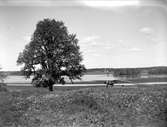 Häst vid Ekhamnsviken, Vassunda socken, Uppland 1932