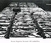 Text på skioptikonplåten: 