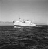 Fartyg 170 M/S Polyxene G.