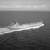 B/C Sangstad DWT. 32.940
Rederi A. F. Klaveness & Co., A/S, Oslo Norge
Kölsträckning 65-12-16 Nr. 272
Leverans 66-07-14
Bulkfartyg