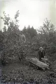 Två män plockar äpplen i handelsträdgården på Ramdalen