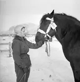 Hingstpremiering 1947