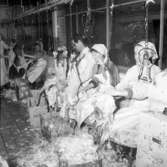 Plockning av gäss i Uddevalla den 8 november 1955