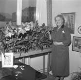 Blommande amaryllis hos fru Asta Andersson, Uddevalla den 26 mars 1957