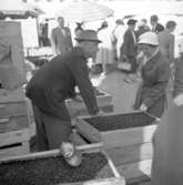 Lingon till salu. Torgbild från Uddevalla den 6 september 1958.