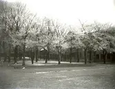 En del misslyckade foton. Däribland rimfrostfoton.1928-30. 12 st. Ej Kopierade.