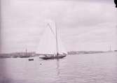 Segelbåten Marga på Gullmaren utanför Lysekil i juni 1910