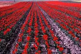 Tulpanodling på fält