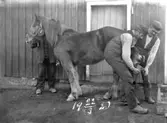 Hovslagare i arbete på Skistad Västergård 1920