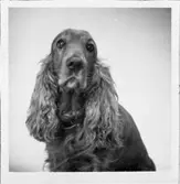 Enligt fotografens journal nr 8 1951-1957: 