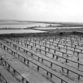 Från ostronodlingar på Atlantkusten i oktober 1959. Le Croisic, Frankrike.