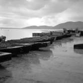 20. Italien. Fotojournal finns på B.M.A. + fotoalbum.
Samtidigt förvärv: Böcker och arkivmaterial.
Foton tagna mellan 1959-10-31 och 1959-11-01.
12 Bilder i serie.