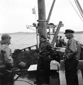 Viola - Smögen. OBS 