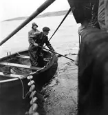 Fångsten bärgas. Fr.v.: Torsten Andersson, Arne Albertsson.