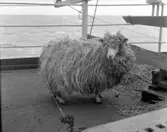 Enligt fotografens notering: 