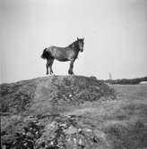 Häst i Tegneby på Orust