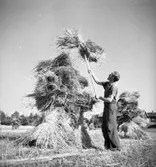 Höskörd på Töllås
