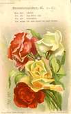 Notering på kortet: Blomsterspråket IX. Ros, Vit: Oskuld. D:o Röd: Jag älskar dig! D:o gul: Svartsjuka. D:o Moss: Var som denna ros utan törnen!