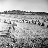 Sädesskylar vid Mjälaryd Norrgård 3:4 i Tenhult.