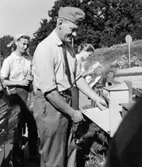 Bilåkande lantbrevbäraren Erik Johansson på linjen
Åkersberga-Singö-Björnhuvud-Åkersberga.  
Lantbrevbärare Johansson tömmer brevlådan vid brevlådesamling i Skeppsdal.

Foto augusti 1961.