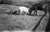 Hunden Tell, grisen och kalven, den 29 augusti 1931.
Långö 1:1 mangårdsbyggnad, Långö är en halvö på 36000 kvm som ligger i Nordsjön , ett litet hemman som inte gick att leva på för två familjer, så binäringen var snickeri och mureriarbeten.