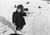 Jerry Garthman matar ankor vid Mölndalsån, vinter 1950-tal.