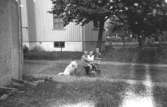 Hunden Moberg 1, Leif Garthman sittandes på en trehjuling, mamma Astrid Garthman samt ett okänt barn står på gräsmattan utanför huset vid Barnhemsgatan 21, 1940-tal.