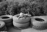 Fyra högar av traktordäck, lagda två och två på varandra, är placerade på lekplatsen vid Katrinebergs daghem. En liten gosse ligger på  ett par utav dem och tittar mot fotografen. I bakgrunden syns buskage.
