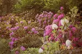 Fullt utslagna vita, cerise och lila rhododendronbuskar vid Gunnebo slott.