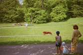 En rödbrun flatcoated retriever-hund springer inom en plastinhägnad hage. Några personer står utanför och ser på. Dagen till ära är det hunddressyr vid Gunnebo slott.