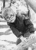 Pojke som klättrar i träd. Holtermanska daghemmet juni 1973.