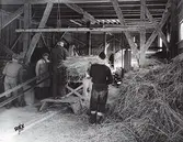 Fyra personer som tröskar vid Stretereds skolhem