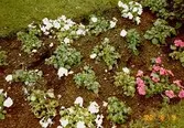 Plantor i en blomsterrabatt. Gunnebo slott, juni 1990.