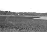 En bearbetad åker i Hällesåker, mars 1993. Relaterat motiv: 2003_0247.