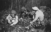 Tre barn från Krokslätts daghem plockar vitsippor, troligtvis på Safjället, 1948 - 1951.