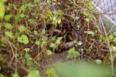 En katt i buskage i Kvarnbyn.