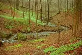 Svejserdalen - bäcken/skogen.