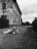 Hunden Lasko,  kvarteret Edda, Svartbäcksgatan 37, Uppsala 1900 - 1901