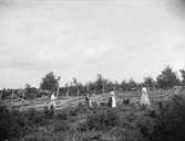 Fanny Torssell, Carolina Widerbäck, Elin Liljefors och Ellen Torssell, Berthåga, Uppsala 1901