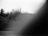 Skogsbacke, sannolikt Uppland