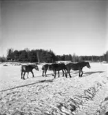 Öster Ledinge sågverk
Hästar