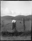 Katt som hoppat upp på en stenstolpe vid vägen.