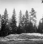 1808 års skansar. Dals-Ed