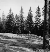 Dals-Ed, 1808 års skansar