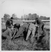 Dalskog, Upprensing och flyttning av skålgropssten