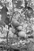 Maj Britt Karlströms tomatodling i Mölndal, år 1984. Fotografi taget av Harry Moum, HUM, Mölndals-Posten, år 1984.