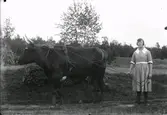 Ester Andersson utomhus med en förspänd oxe. Kvinnan är klädd i klänning.