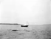 Segelbåt
