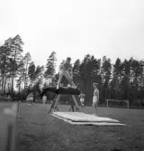Gymnastiken 1944.
Gymnastikuppvisning på häst, av manliga gymnaster.