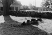 Norra Hällkistan i Yxhult i Kumla, 1964